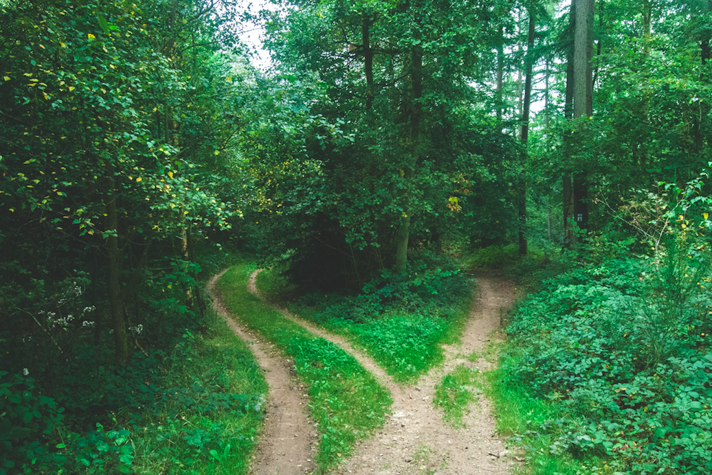 Paths in forest to financial freedom